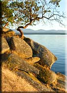 Driftwood Waterfront Cottage, Mudge
