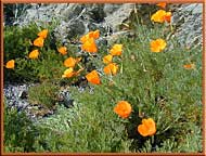California Poppies