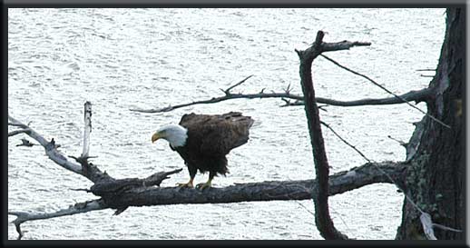 South Pender Island - Bald Eagle